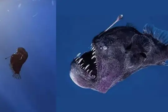 Ini Dia Penyebab Ikan Anglerfish Naik ke Permukaan Laut!