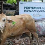 Harga Sapi Kurban 2026 Terbaru, Mulai 1 Jutaan untuk Patungan