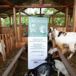 KSrelief Dorong Pemberdayaan Ekonomi Pesantren melalui Program Ternak Kambing