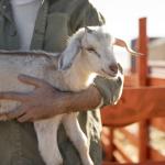 Harga Qurban 2026 di ASAR Humanity: Qurban Online Mudah, Aman, dan Terjangkau