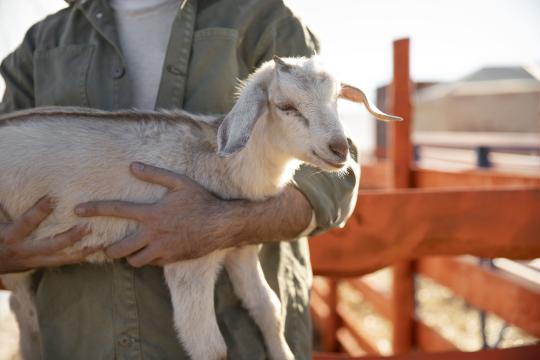 Harga Qurban 2026 di ASAR Humanity: Qurban Online Mudah, Aman, dan Terjangkau